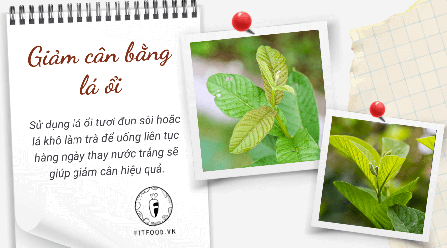 Giảm cân bằng lá ổi
